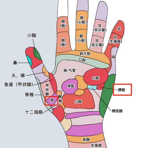 人体反射区 — 反射穴位与中医反射疗法研究