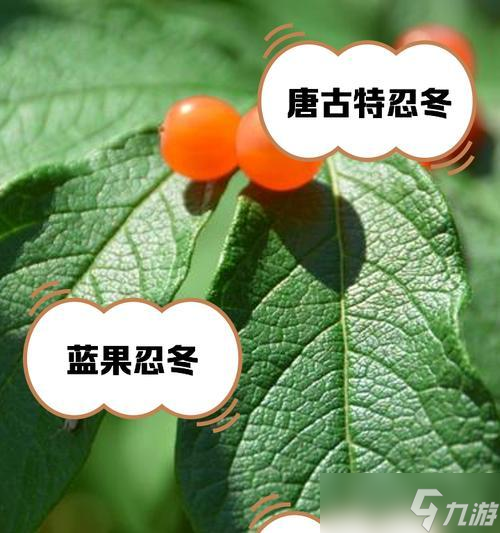 忍冬之果使用指南_原神角色搭配